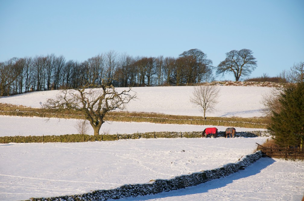 Look - the horsies have coats!