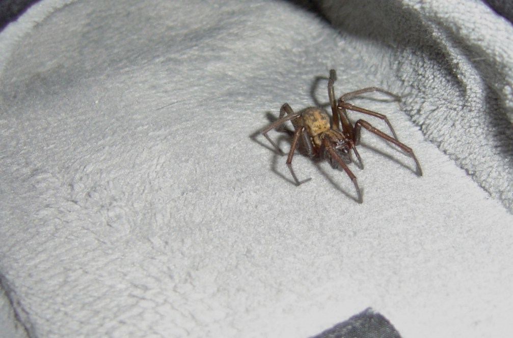 What a lovely thing to almost step on.