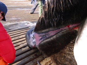 The bowhead whale's second "penis".