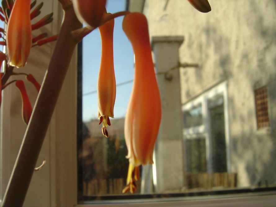 The droop of an aloe flower.