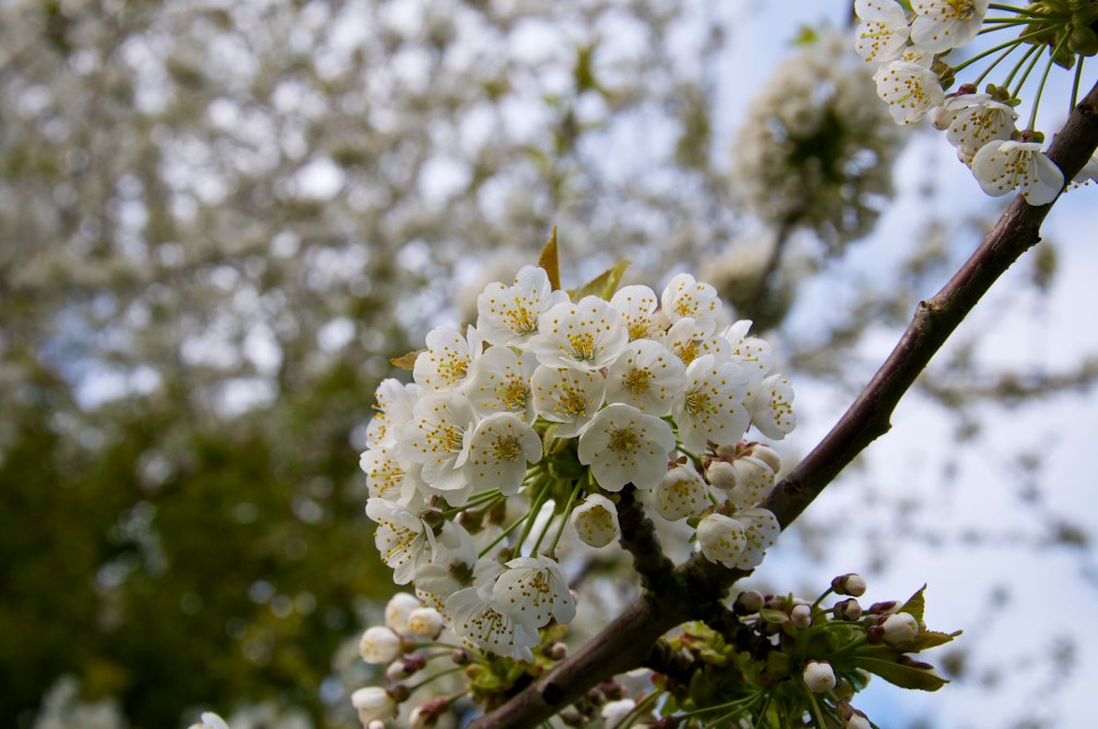 Beautiful and delicate.