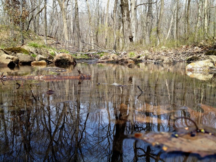I love the trees in the water.