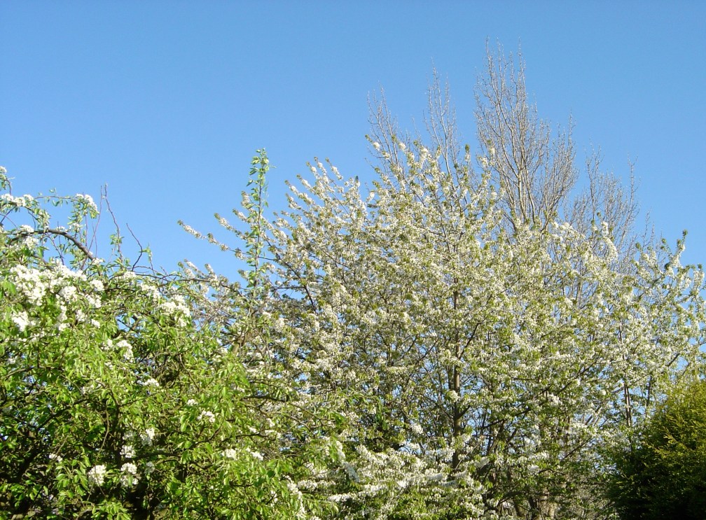Majestic flowers, towering high.