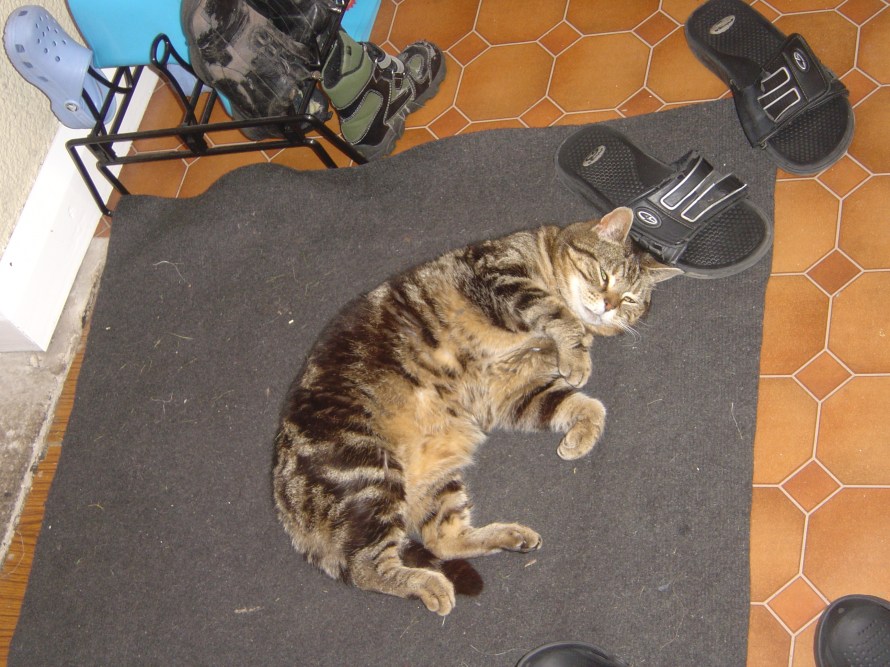 That's a comfy rug…not.