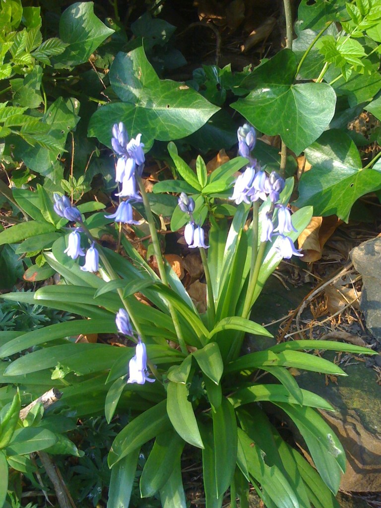Lovely bluebells (if that's what they are)…