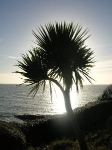 They plant these in Cornwall because the English think it's the same as Spain.