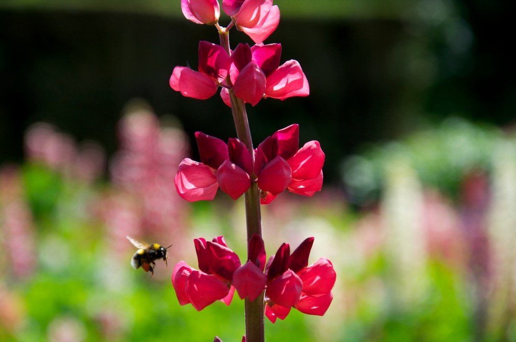 A moment in time – a solitary bee, hard at work.