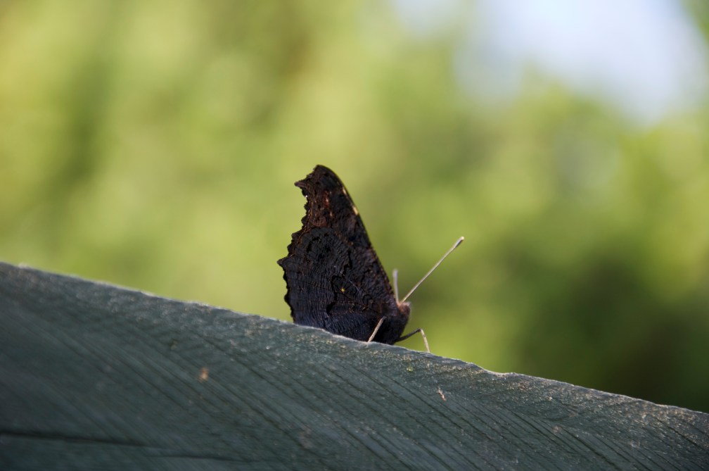 Beautiful in blacks and reds…