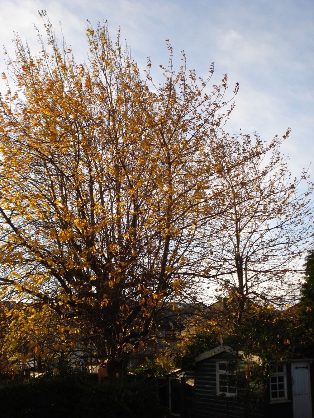 The golden glow of autumn.