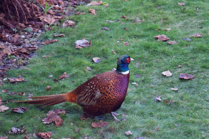 A lost pheasant in our yard.