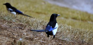 magpie-1168566_960_720
