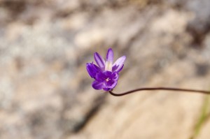 A solitary rock flower.